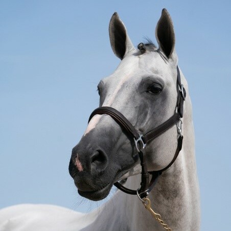 {node.properties.title